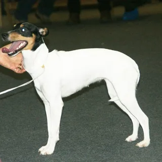 Ratonero Bodeguero Andaluz