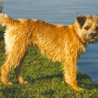 Border Terrier
