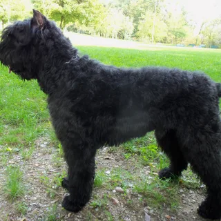 Bouvier des Flandres