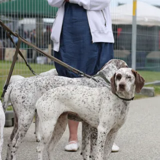 Bourbonnais Pointer