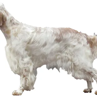 Setter Inglese