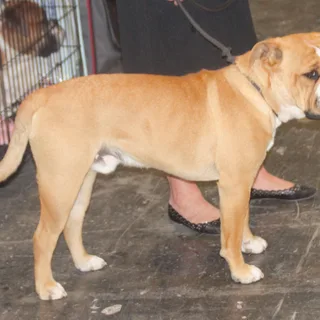Bulldog Continental