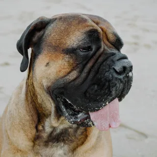 Bullmastiff