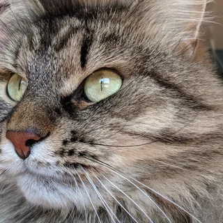 Sibérien