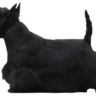Terrier Scozzese