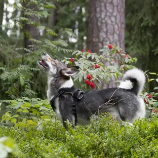 Elkhound sueco