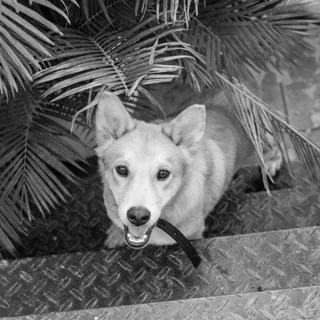 Canaan Dog