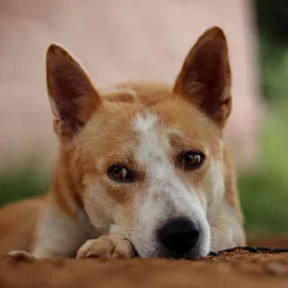 Perro de Canaán