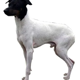 Terrier giapponese