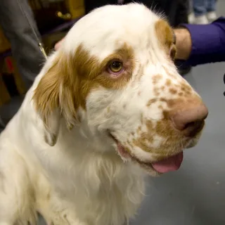 Clumber Spaniel
