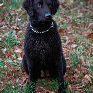 Curly Coated Retriever