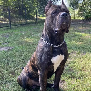Dogo Canario