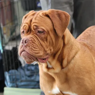 Dogo de Burdeos