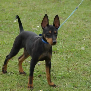 English Toy Terrier