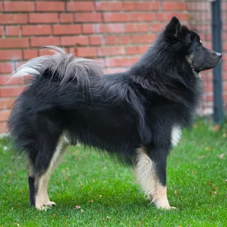 Eurasier