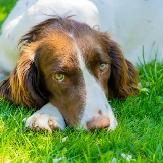 Field Spaniel