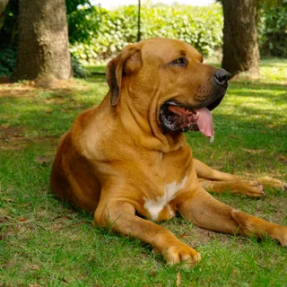 Fila Brasileiro