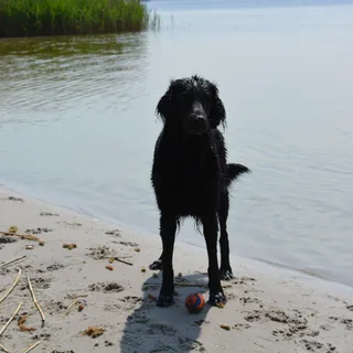 Retriever de pelo liso