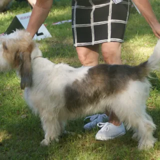 Gran Basset Grifón Vendeano