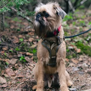 Brussels Griffon