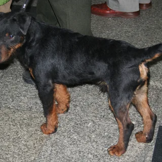 Jagd Terrier