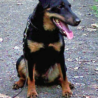 Jagd Terrier