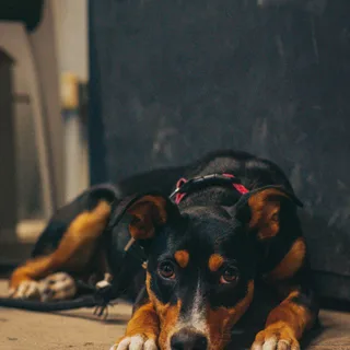 Kelpie