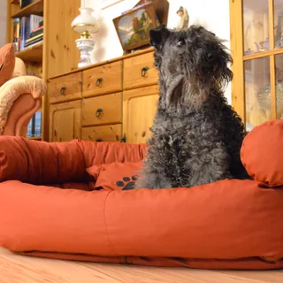 Kerry Blue Terrier