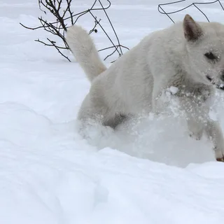 Kishu