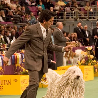 Komondor