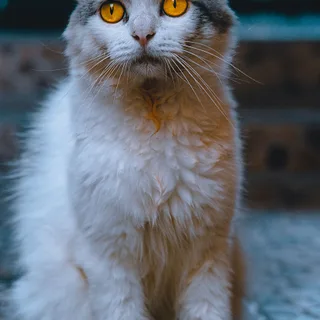 LaPerm