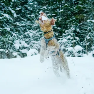 Lakeland Terrier