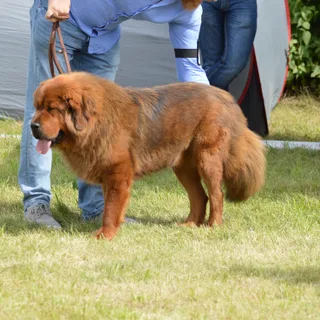 Leonberger