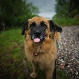 Leonberger