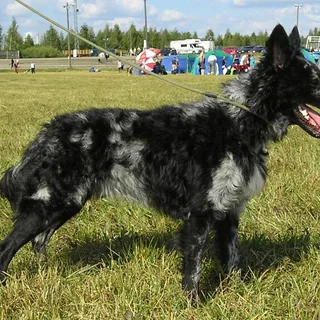 Mudi