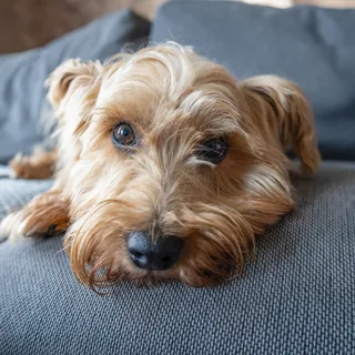 Norfolk Terrier