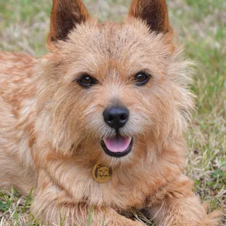Norwich Terrier