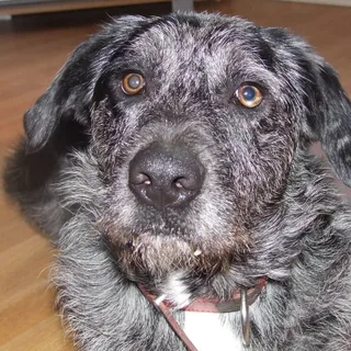 Otterhound
