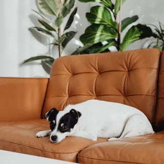 Parson Russell Terrier