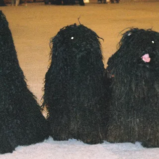 Puli