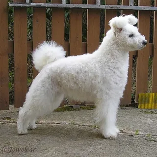 Pumi