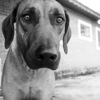 Rhodesian Ridgeback