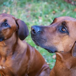 Rhodesian Ridgeback