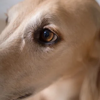 Saluki