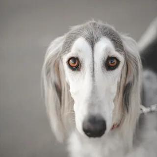Saluki