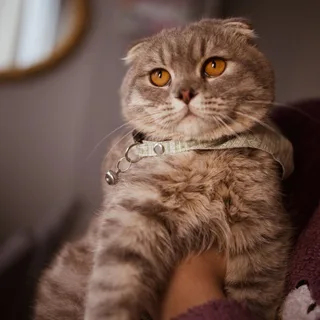 Scottish Fold
