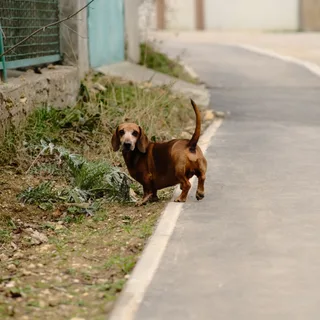 Dachshund