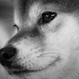 Shiba Inu