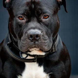 Staffordshire Bull Terrier