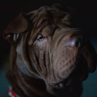 Shar-Pei